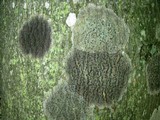 Trypethelium virens image