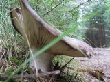 Russula variata image