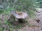 Russula variata image