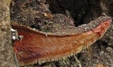 Fistulina hepatica image