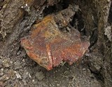 Fistulina hepatica image