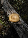 Lentinus crinitus image