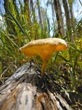 Lentinus crinitus image