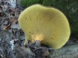 Boletinellus merulioides image