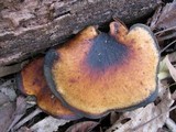 Royoporus badius image