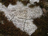 Trapelia coarctata image