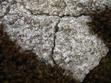 Trapelia coarctata image