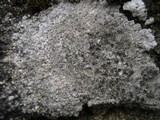 Trapelia coarctata image