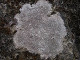 Trapelia coarctata image