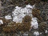 Trapelia coarctata image