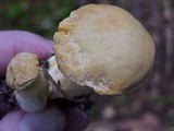 Cantharellus formosus image
