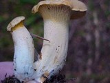 Cantharellus formosus image