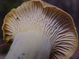 Cantharellus formosus image