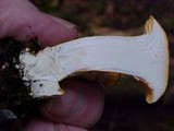 Cantharellus formosus image