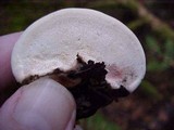 Fomitopsis mounceae image