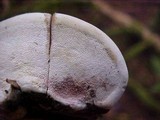 Fomitopsis mounceae image