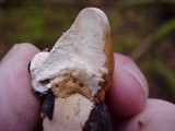 Fomitopsis mounceae image