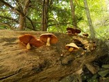 Gymnopilus luteus image