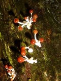 Calostilbella calostilbe image