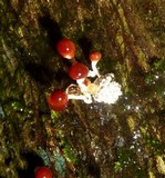 Calostilbella calostilbe image
