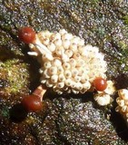 Calostilbella calostilbe image