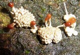 Calostilbella calostilbe image