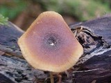 Royoporus badius image