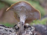 Royoporus badius image