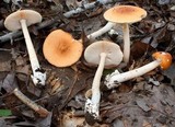 Amanita sect. Vaginatae image