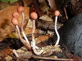 Ophiocordyceps amazonica image