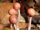 Ophiocordyceps amazonica image