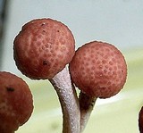 Ophiocordyceps amazonica image