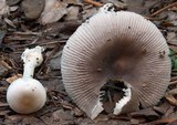 Amanita sect. Vaginatae image