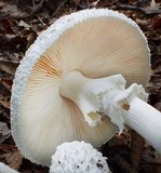Amanita subcokeri image