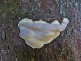 Fomitopsis ochracea image