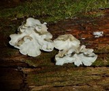 Merulius tremellosus image