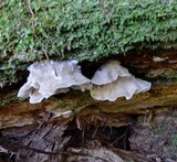 Merulius tremellosus image