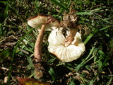 Leucoagaricus americanus image