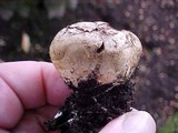 Scleroderma bovista image
