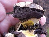Scleroderma bovista image