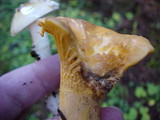 Cantharellus formosus image