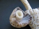 Coprinopsis variegata image