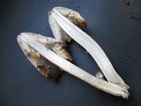 Coprinopsis variegata image