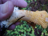 Cantharellus formosus image