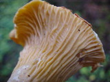 Cantharellus formosus image