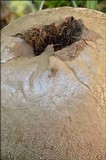Lycoperdon excipuliforme image