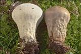 Lycoperdon excipuliforme image