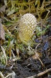 Lycoperdon excipuliforme image