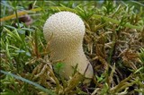 Lycoperdon excipuliforme image