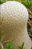 Lycoperdon excipuliforme image